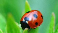 Siebenpunkt-Marienkäfer (3).jpg